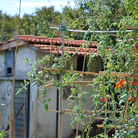 Casa S.Maria Διαμέρισμα Levane Εξωτερικό φωτογραφία